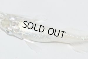 画像6: H-3552  月虹＜スパンコール＞ （ヒカリ体型）Lサイズ  １ペア