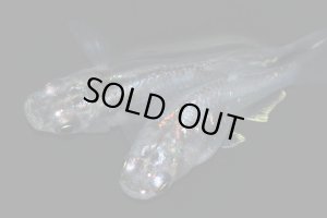 画像8: H-3624   レア★ 宝鱗無双（ほうりんむそう・ヒカリ体型）    Lサイズ １ペア