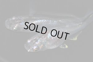 画像9: H-3624   レア★ 宝鱗無双（ほうりんむそう・ヒカリ体型）    Lサイズ １ペア