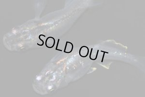 画像4: H-3624   レア★ 宝鱗無双（ほうりんむそう・ヒカリ体型）    Lサイズ １ペア