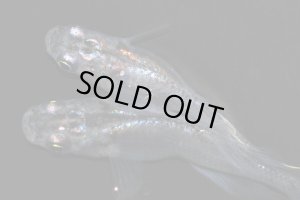 画像3: H-3624   レア★ 宝鱗無双（ほうりんむそう・ヒカリ体型）    Lサイズ １ペア