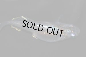 画像5: H-3624   レア★ 宝鱗無双（ほうりんむそう・ヒカリ体型）    Lサイズ １ペア