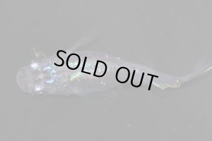 画像7: H-3624   レア★ 宝鱗無双（ほうりんむそう・ヒカリ体型）    Lサイズ １ペア