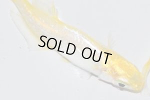 画像4: H-3834  NEW！　レモンスカッシュメタル （ヒカリ体型）　LMサイズ  １ペア