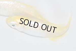 画像3: H-3834  NEW！　レモンスカッシュメタル （ヒカリ体型）　LMサイズ  １ペア