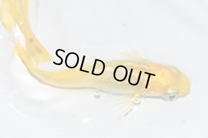 画像4: H-3894　レモンスカッシュ  Lサイズ  １ペア