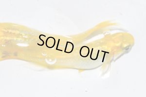 画像6: H-3894　レモンスカッシュ  Lサイズ  １ペア