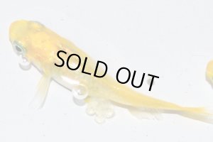 画像5: H-3894　レモンスカッシュ  Lサイズ  １ペア