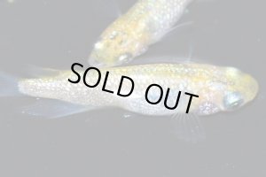 画像6: H-3949　　NEW　有望個体　パインゴールドティアラ 　（普通体型）  LMサイズ  １ペア