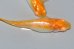 画像5: H-4173　サマーセール！　オレンジ　アルビノ （ヒカリ体型） 　LMサイズ  １ペア