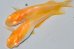 画像6: H-4173　サマーセール！　オレンジ　アルビノ （ヒカリ体型） 　LMサイズ  １ペア