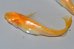 画像2: H-4173　サマーセール！　オレンジ　アルビノ （ヒカリ体型） 　LMサイズ  １ペア (2)