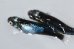 画像1: H-4263　 　ブルー牡丹　ブラックストーム　（普通体型） Lサイズ  １ペア (1)