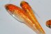 画像5: H-4335　　秋の収穫祭　　NEW　オレンジタイプ　花香翼・はなこうよく （普通体型） 　Lサイズ  3匹 (5)
