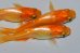 画像5: H-4341　秋の収穫祭　　オレンジメタル（ヒカリ体型）  　Lサイズ  3匹 (5)