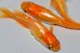 画像1: H-4341　秋の収穫祭　　オレンジメタル（ヒカリ体型）  　Lサイズ  3匹 (1)