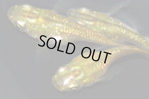 画像1: 春70　レアー個体！　ショートタイプ！　鳳凰  （普通体型）　LМサイズ  3匹