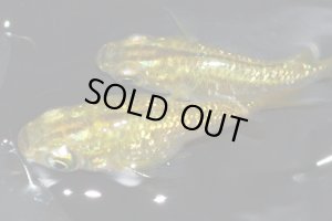 画像4: 春70　レアー個体！　ショートタイプ！　鳳凰  （普通体型）　LМサイズ  3匹