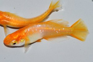 画像2: 春103　ぶどう目！アルビノクイーン（ヒカリ体型） 　Lサイズ  1ペア