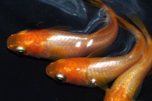 画像1: 春124　ＮＥW　　バレンシアオレンジメタル（ヒカリ体型）  　Ｌサイズ  3匹