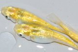 春135　　レモンエメラルダ（普通体型）  　LМサイズ  3匹