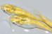 画像1: 春135　　レモンエメラルダ（普通体型）  　LМサイズ  3匹 (1)