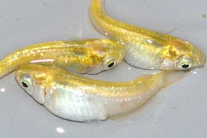 画像2: 春135　　レモンエメラルダ（普通体型）  　LМサイズ  3匹