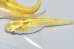 画像4: 春135　　レモンエメラルダ（普通体型）  　LМサイズ  3匹