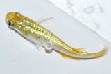 春136　ＮＥＷ!有望個体！ゴールデンティアラ（普通体型） 　Lサイズ  1ペア