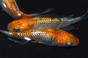 画像2: 春138　　　安芸三色ハレギ （普通体型） 　Ｌサイズ  3匹