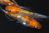 春138　　　安芸三色ハレギ （普通体型） 　Ｌサイズ  3匹