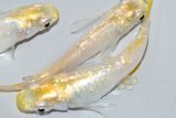春139　 　レアー個体！シルバースター月虹　　 Ｌサイズ  3匹