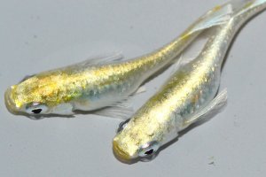 画像2: 春193　レアー個体！ゴールデンブルードレス（普通体型）  　Lサイズ  1ペア