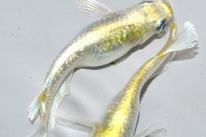 画像1: 春193　レアー個体！ゴールデンブルードレス（普通体型）  　Lサイズ  1ペア