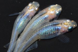 画像1: 春194　　　ピンクサファイアシャドー（普通体型）  　Lサイズ  3匹