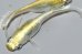 画像4: 春193　レアー個体！ゴールデンブルードレス（普通体型）  　Lサイズ  1ペア