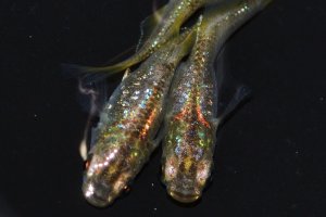 画像1: 春212　虹彩変化強！　鳳凰（ヒカリ体型）  　LМサイズ  3匹