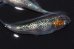 画像6: 春211　　　安芸三色ハレギ（普通体型）  　Lサイズ  1ペア