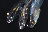 春204　　虹彩美麗！　スーパー魔王・改 （ヒカリ体型）　LМサイズ  3匹