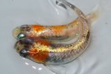 春207　　有望個体！　 安芸三色・Japan（普通体型） 　Ｌサイズ  1ペア