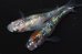 画像2: 春211　　　安芸三色ハレギ（普通体型）  　Lサイズ  1ペア (2)