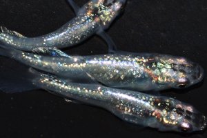 画像1: 春209　　有望個体！　月虹スパンコール（ヒカリ体型）  　Мサイズ  3匹