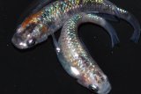 春211　安芸三色ハレギ（同腹個体・普通体型）Lサイズ・1ペア