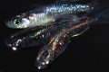 春204　　虹彩美麗！　スーパー魔王・改 （ヒカリ体型）　LМサイズ  3匹