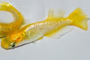 画像2: 春208　　レモンスカッシュ（ヒカリ体型）　Lサイズ  1ペア