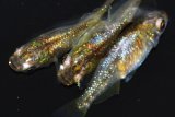 212　父の日セール！虹彩変化強！　鳳凰（ヒカリ体型）  　LМサイズ  3匹