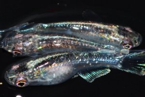 画像2: 春206　　有望個体！　ストームマジック（普通体型）  　Lサイズ  4匹
