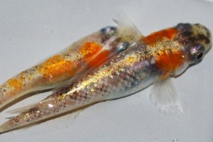 画像2: 春207　　有望個体！　 安芸三色・Japan（普通体型） 　Ｌサイズ  1ペア