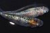 画像7: 春211　　　安芸三色ハレギ（普通体型）  　Lサイズ  1ペア