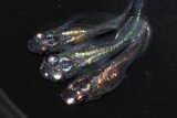 春210　　宝鱗無双（同腹個体）　Мサイズ  3匹